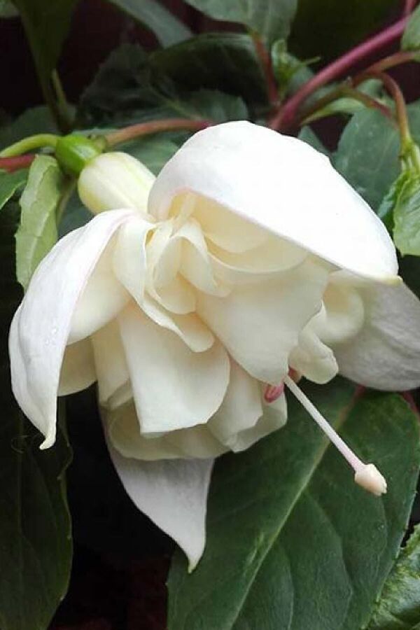 Küpe Çiçeği Fidesi Katmerli Xxl Çiçek Fuchsia Cultivars White King 1 Adet - 