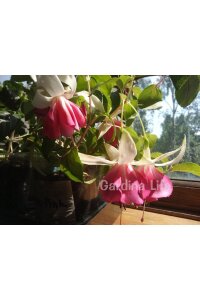 Küpe Çiçeği Fidesi White - Pink  - 4