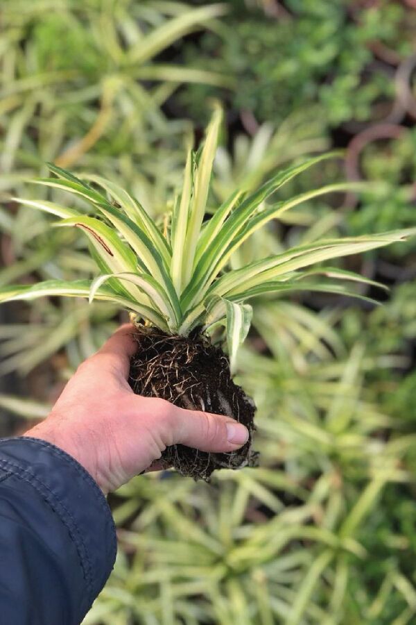Kurdele Çiçeği Fidesi Chlorophytum Comosum - 