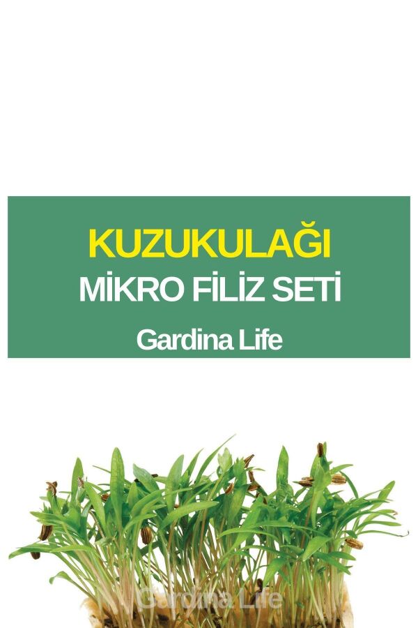 Kuzu Kulağı Mikro Filiz Seti - 