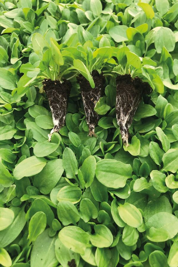 Kuzukulağı Ekşi Otu Fidesi 10 Adet - Gardina