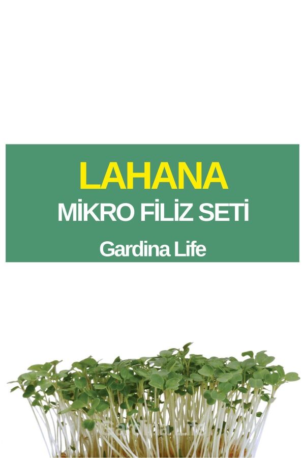 Lahana Mikro Filiz Seti - 