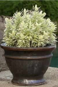 Lavanta Fidesi ( Lavandula Allardii ) Meerlo 1 Adet - 1