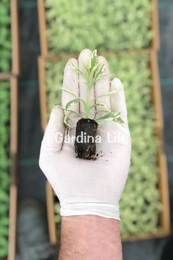 Lavanta Fidesi ( Lavandula Allardii ) Meerlo 1 Adet - 2