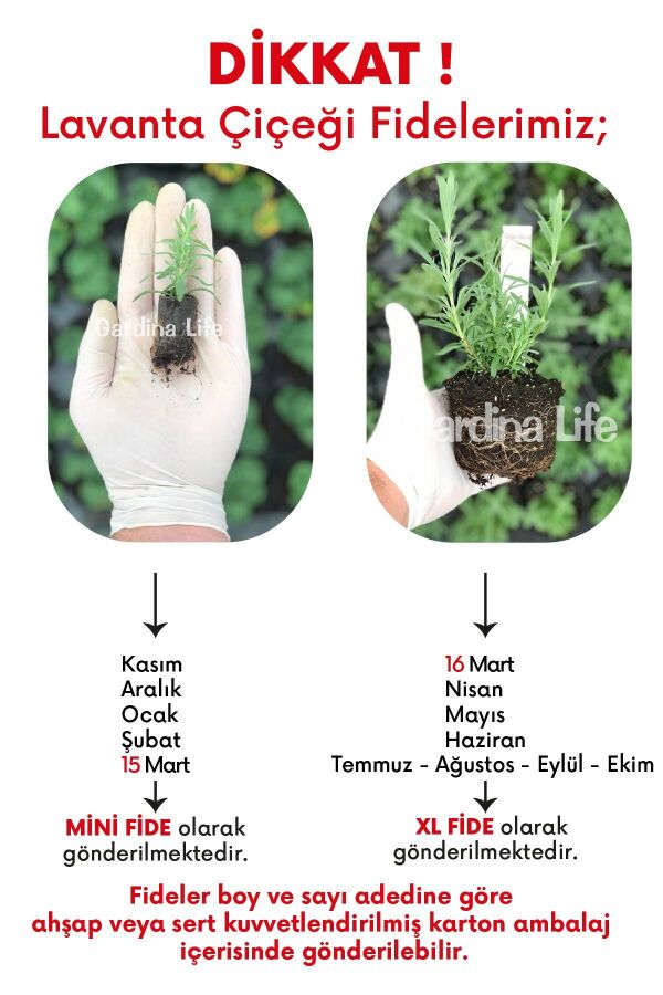 Lavanta Fidesi ( Lavandula Allardii ) Meerlo 1 Adet - 3