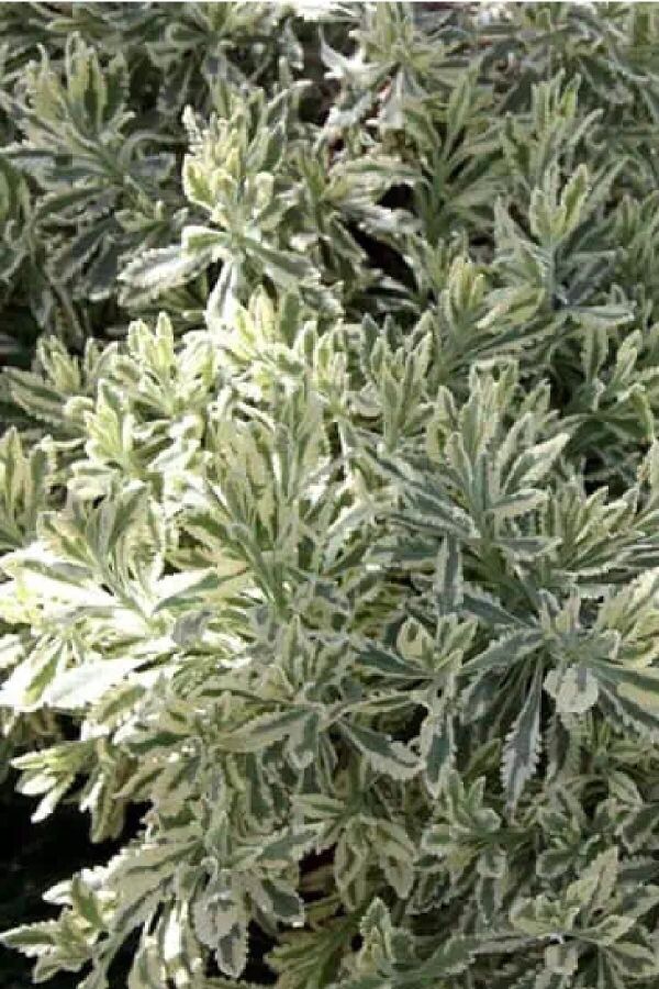 Lavanta Fidesi ( Lavandula Allardii ) Meerlo 1 Adet - 4