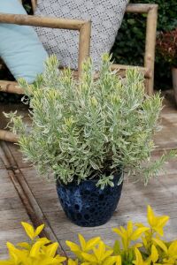 Lavanta Fidesi ( Lavandula Allardii ) Meerlo 1 Adet - 5