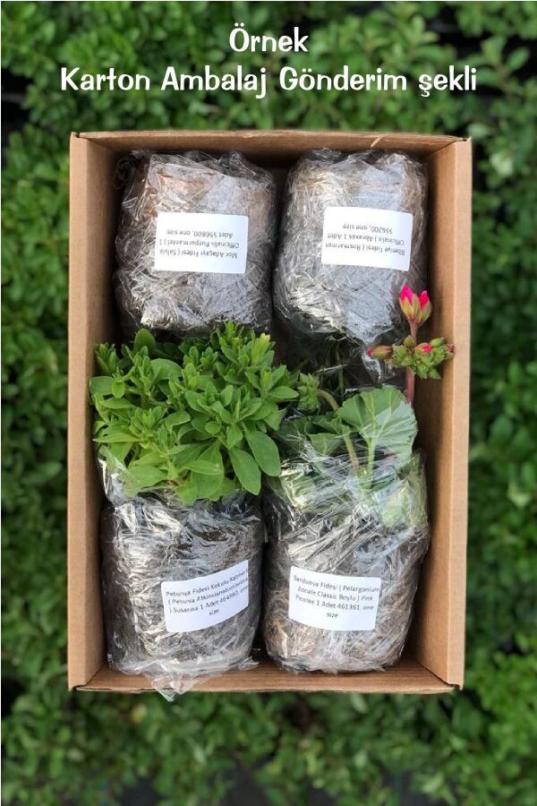 Lavanta Fidesi ( Lavandula Allardii ) Meerlo 1 Adet - 6