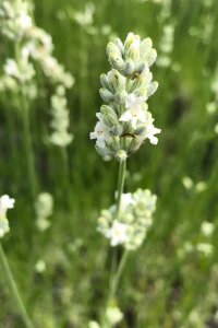 Lavanta Fidesi ( Lavandula Angustifolia ) White 1 Adet - 2