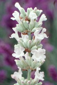 Lavanta Fidesi ( Lavandula Angustifolia ) White 1 Adet - 3