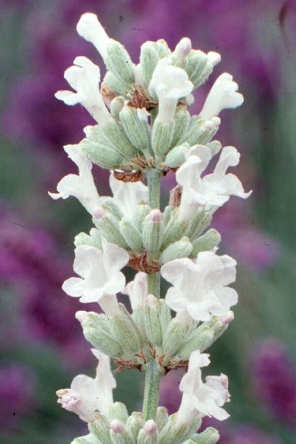 Lavanta Fidesi ( Lavandula Angustifolia ) White 1 Adet - 3