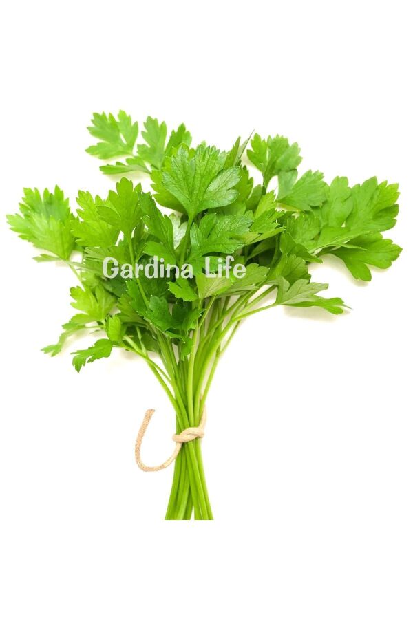 Limon Aromalı Kişniş Fidesi