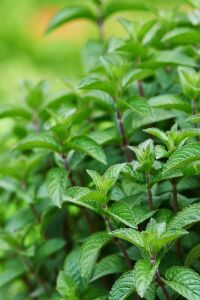 Limon Aromalı Nane Fidesi ( Mentha Gentilis ) Lemon 1 Adet - 1