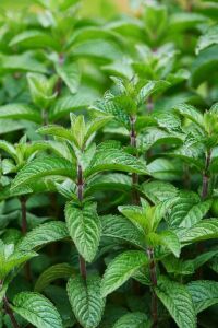 Limon Aromalı Nane Fidesi ( Mentha Gentilis ) Lemon 1 Adet - 2