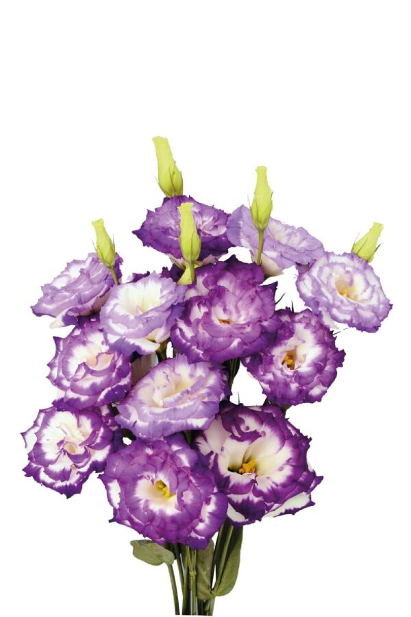 Lisyantus Fidesi 5 Adet ( Lisianthus ) Bluepicot - 
