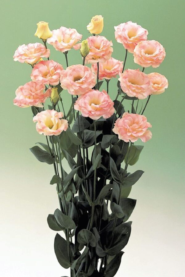 Lisyantus Fidesi 5 Adet ( Lisianthus ) Champagne - 