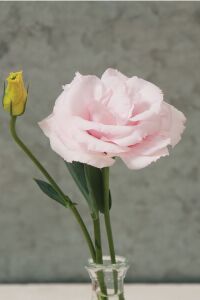 Lisyantus Fidesi Clear Pink  5 Adet   - 1