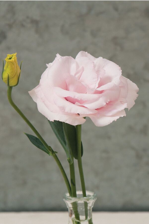 Lisyantus Fidesi Clear Pink  5 Adet  