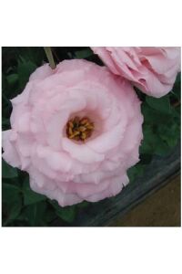 Lisyantus Fidesi Clear Pink  5 Adet   - 3
