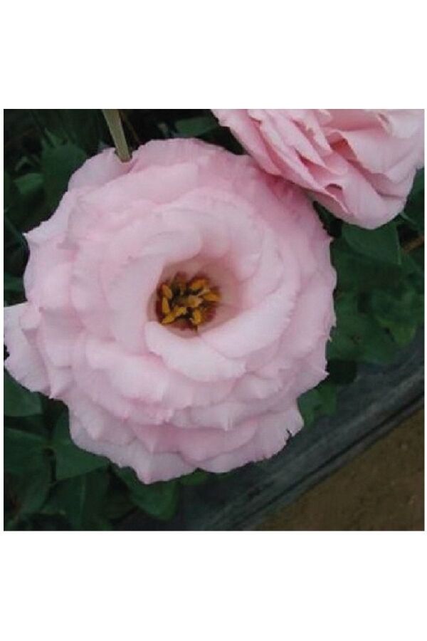 Lisyantus Fidesi Clear Pink  5 Adet   - 3