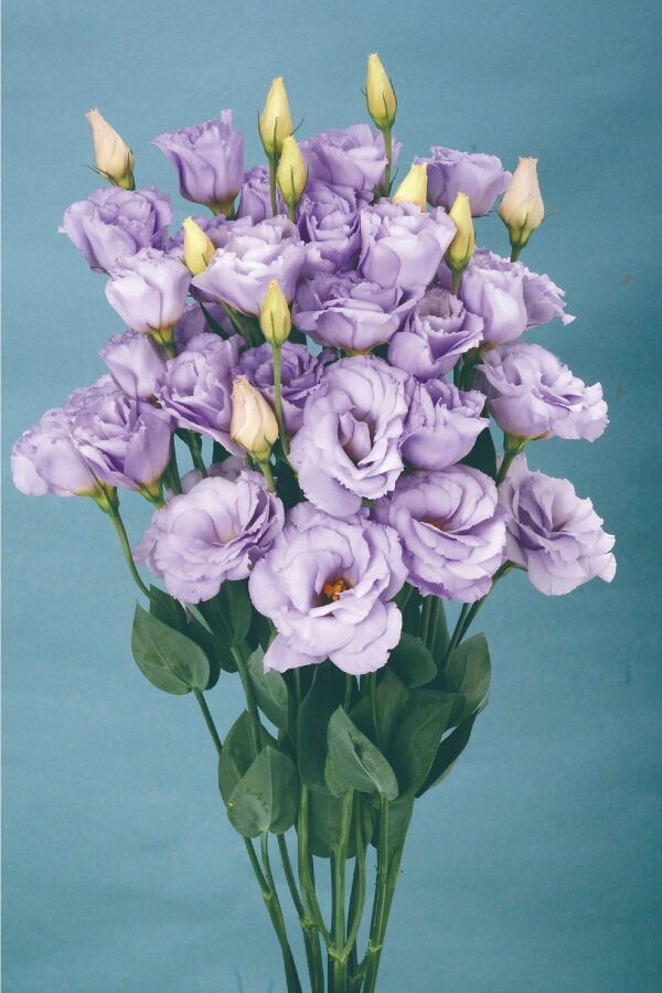 Lisyantus Fidesi 5 Adet ( Lisianthus ) Lavender - 