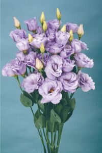 Lisyantus Fidesi Lavender  5 Adet   - 1