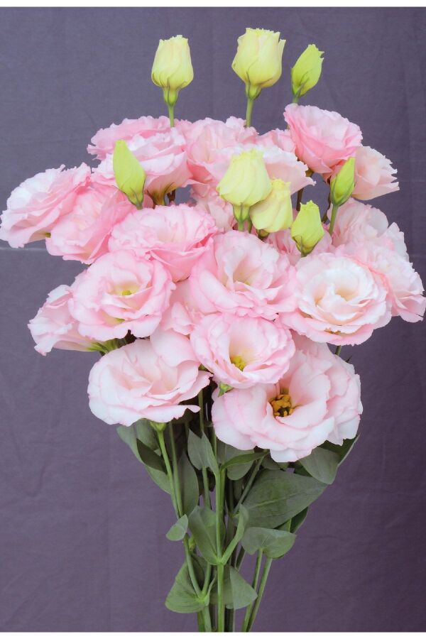 Lisyantus Fidesi 5 Adet ( Lisianthus ) Light Pink - 