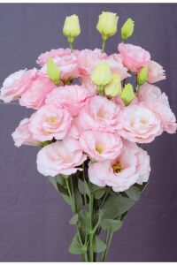 Lisyantus Fidesi Light Pink  5 Adet   - 1