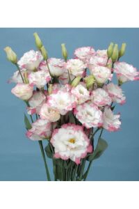 Lisyantus Fidesi Marple Pink  5 Adet   - 1