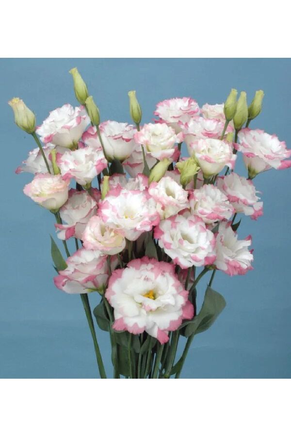 Lisyantus Fidesi Marple Pink  5 Adet  
