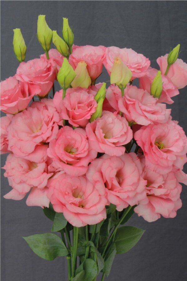 Lisyantus Fidesi 5 Adet ( Lisianthus ) Pink - 