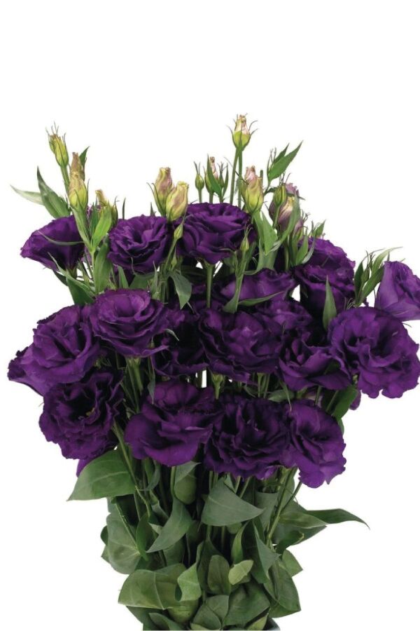 Lisyantus Fidesi Purple  5 Adet  