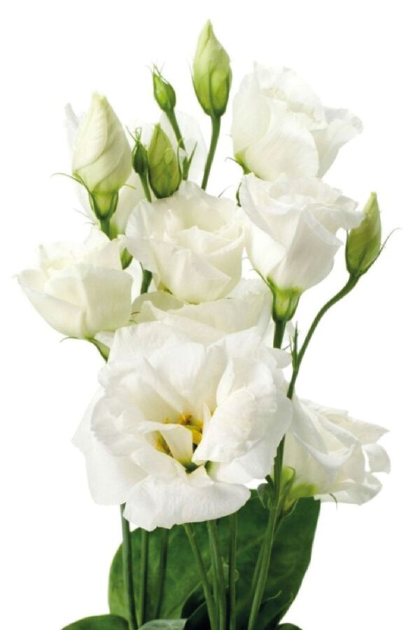 Lisyantus Fidesi 5 Adet ( Lisianthus ) White - 