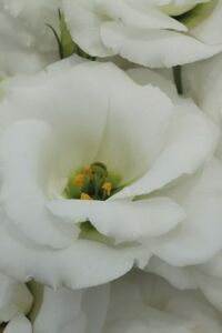 Lisyantus Fidesi White  5 Adet   - 3