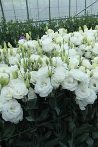 Lisyantus Fidesi White  5 Adet   - 4