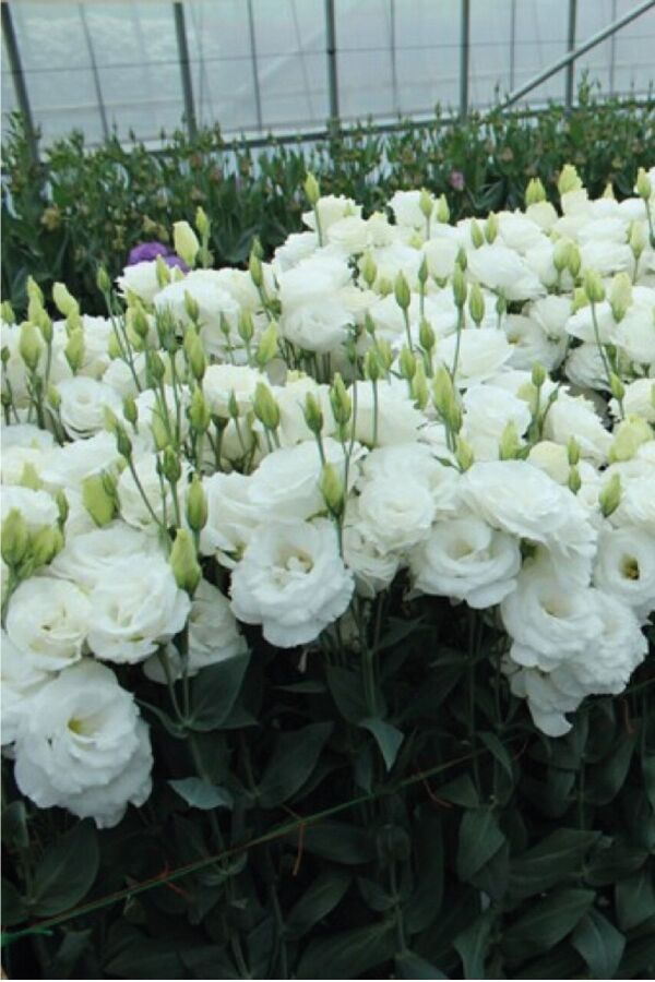 Lisyantus Fidesi White  5 Adet   - 4