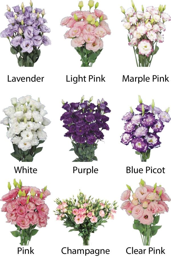 Lisyantus Fidesi 9 Adet ( Lisianthus ) Mix 9 Renk - 
