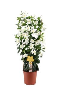 Mandevilla  Fidesi Sarmaşık Beyaz  - 1