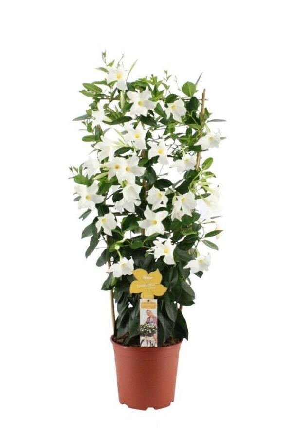 Mandevilla  Fidesi Sarmaşık Beyaz 