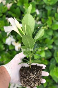 Mandevilla  Fidesi Sarmaşık Beyaz  - 2