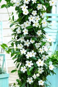 Mandevilla  Fidesi Sarmaşık Beyaz  - 3