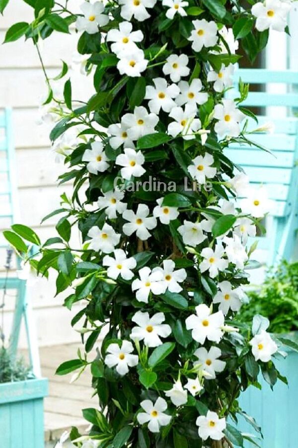 Mandevilla  Fidesi Sarmaşık Beyaz  - 3