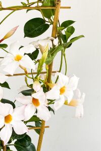 Mandevilla  Fidesi Sarmaşık Beyaz  - 4