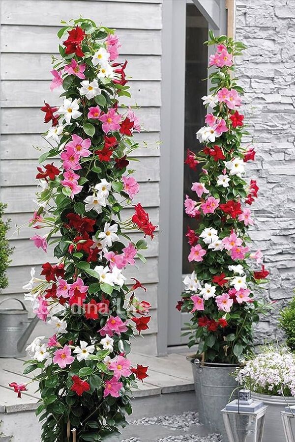 Mandevilla Çiçeği Fidesi Sarmaşık Mıx 3 Farklı Renk 3 Adet ( Kırmızı - Beyaz - Pembe ) - 