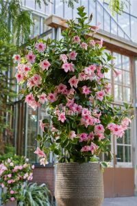 Mandevilla  Fidesi Sarmaşık Mıx 3 Farklı Renk 3 Adet ( Kırmızı - Beyaz - Pembe ) - 5