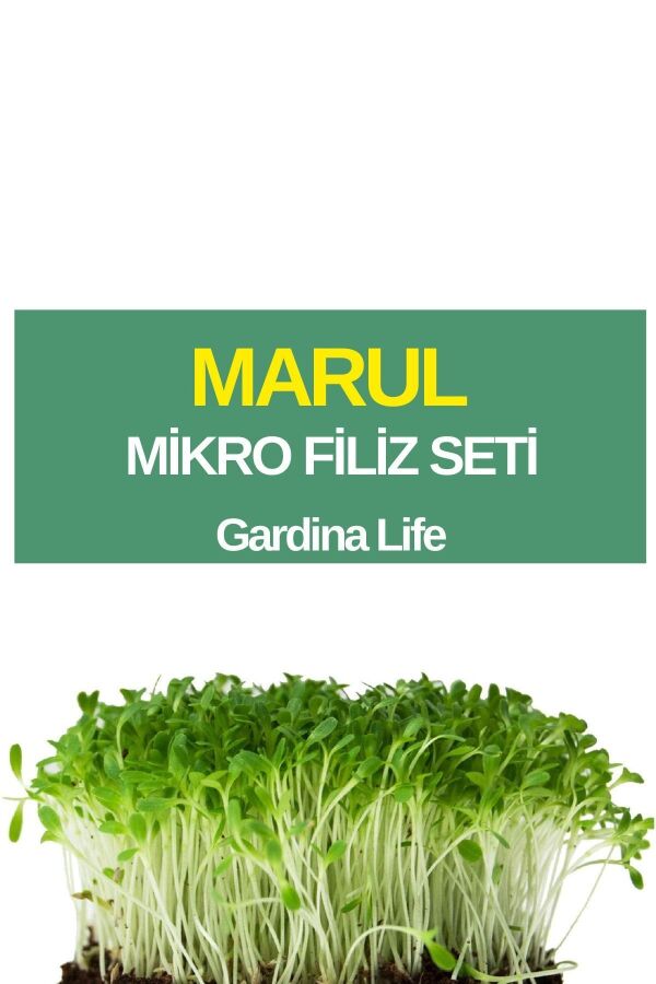 Marul Mikro Filiz Seti - 