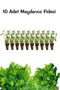 Maydanoz Fidesi 10 Adet - 2