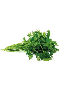 Maydanoz Fidesi 10 Adet - 1