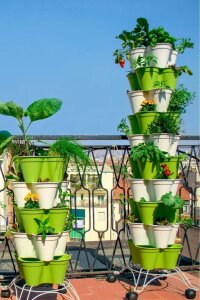 Maydanoz Fidesi 190 Adet - 5