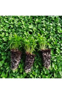 Maydanoz Fidesi 20 Adet - 1